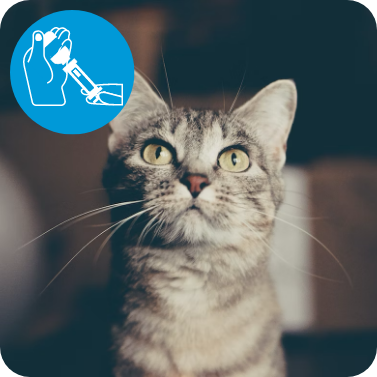 Picture of a cat looking up, in the top corner there is an icon of a person filling a syringe