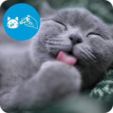 A picture of a cat licking it's paw, with a logo in the top corner displaying a human feeding a cat out of a syringe