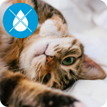 A cat lying down on a bed, in the top corner there is an icon with a cross over a water droplet