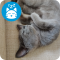 icon of a cat sleeping 